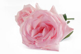 Fototapeta Tulipany - Beautiful pink roses bouquet on white background, amazing roses, birthday, wedding, Valentine's Day, Mother's Day