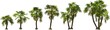 growth stages of a root spiny palm hq arch viz cutout palmtree plants
