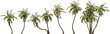 growth stages of a coconut palm hq arch viz cutout palmtree plants