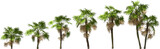 Fototapeta Na sufit - growth stages of a mexican silver palm hq arch viz cutout palmtree plants