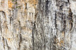 Strates de calcaires dans la paroi d'une falaise montrant l'alternance des couches, présence de failles. Faciès calcaire du Barrémien