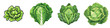 Lettuce  2d Icon In Water Colour Hyperrealistic Highly Detailed Isolated On Transparent Background Png