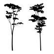 Albizia chinensis or commonly named silk tree silhouette collection