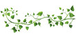 A vine with leaves on it on an isolated white background