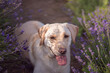 Labrador dor sitting in a lavender field.