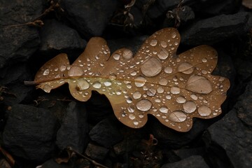 Closeup of a fallen autumn leaf with water droplets