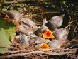little chicks in the nest