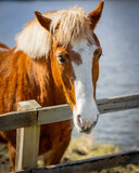 Fototapeta Konie - Przepiękne konie żyjące wolno w stadninie 