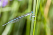 Libellule demoiselle bleuâtre, Agrion à larges pattes, accrochée à une tige d'herbe sur arrière-plan vert.