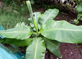 Wall Mural - Banana tree isolated on nature background. Tropical economic crops that are easy to grow, yield fast.