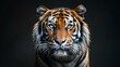 Captivating close-up of a tiger, eyes glowing against the dark, a powerful visage of nature's artistry, deep contrast highlighting every stripe, a moment frozen in time, AI Generative