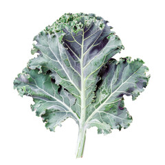 Canvas Print - A leafy vegetable zoomed in on a Transparent Background