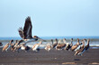 Birds of Costa Rica: Brown pelican (Pelecanus occidentalis)
