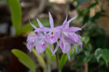 Wall Mural - White and purple orchids on green leaves background. Purple Guaria orchid