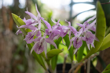 Wall Mural - White and purple orchids on green leaves background. Purple Guaria orchid