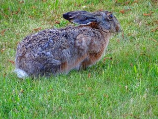 rabbit in the grass