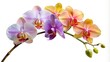 Colorful Orchid Flowers Branch Transparent Background