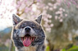 Akita inu dog with gray fur smiling at camera in front of a pink cherry blossom tree with, horizontal shot