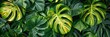 Variegated Monstera Majesty: A Tapestry of Nature's Art - Generative AI