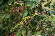 Coffee beans ripening on tree.