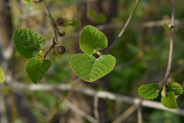 branch of a tree leaves 