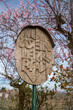 Wooden sign Weinlehrpfad in Gimmeldingen in front of a vineyard with pink cherry blossoms in the spring, vertical shot