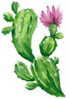 Bright green cactus with pink flower. Freehand drawing with gouache for print or poster on a transparent background. 