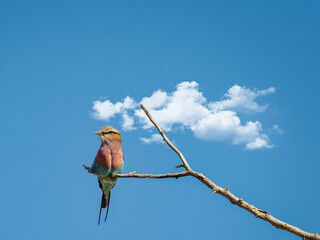 Canvas Print - Lilac-breasted roller Coracias caudatus
perched on tree branch against sky