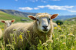 Pastoral Charm: A Sheep Grazing in a Blooming Meadow