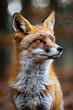Curious red fox in the forest: a close-up in natural habitat