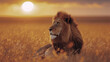 Majestic lion basking in the African savannah sunset, a portrait of wildlife
