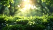 Suns rays filter through the dense foliage of the forest, illuminating the young plants and trees below, peaceful, calming, and meditative atmosphere