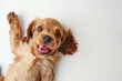 Cute playful small dog cocker spaniel sitting looking up with funny face on white studio background. Portrait of happy puppy having fun with its tongue out. Beautiful cute pup playing close up. Banner