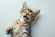 Cute and playful small cat sitting looking up with funny face on white studio background. Portrait of gray tabby kitten having fun with its tongue out. Beautiful cute striped feline close up. Banner