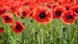 Vivid Poppies in Sunshine for Remembrance. Concept Floral Photography, Remembrance Day, Bright Colors, Symbolic Images