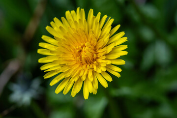 Wall Mural - Dandelion Clock