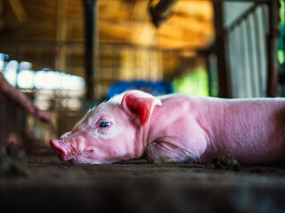 Wall Mural - Cute newborn A week-old piglet  in the pig farm with other piglets, Close-up