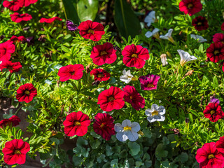 Wall Mural - Red With White Flowers