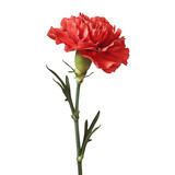 Fototapeta  - A single red carnation stands out against a transparent background