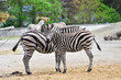 Two Zebras portrait in a zoo, wildlife reserve