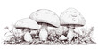 A beautiful mushroom illustration with a white background, suitable for backgrounds and websites. Image generated by AI60 - 1