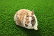 Cute fluffy pet rabbit on green grass