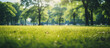 Park or city park with green meadow, trees and sunshine