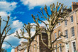 Leafless pruned tree branches against a blue sky with fluffy clouds, with a backdrop of traditional brick townhouses, showcasing urban nature and architecture in York, North Yorkshire, England.