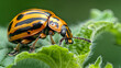 The Colorado potato beetle, acknowledged as a pest that infests potato plants