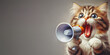 Kitten screams from loudspeaker. Cat shouts loudly into megaphone. Copy space.