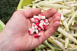 Fresh beans in a man's hand. Harvesting. Seeds from ripened pods. Plant of the legume family.