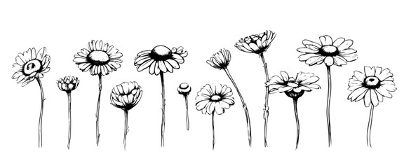 Wall Mural - A row of black and white flowers with a white background. The flowers are arranged in a line and are all the same size