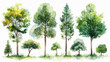 Set of realistic green trees in watercolor, isolated on white, essential elements for garden and environmental designs
