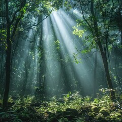 Wall Mural - Sunbeams breaking through a dense forest canopy, illuminating the mist and the forest floor